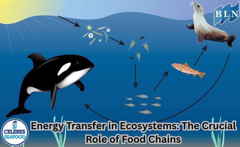 Energy Transfer in Ecosystems: The Crucial Role of Food Chains